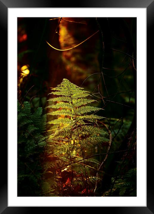 Sunlit fern Framed Mounted Print by Simon Johnson