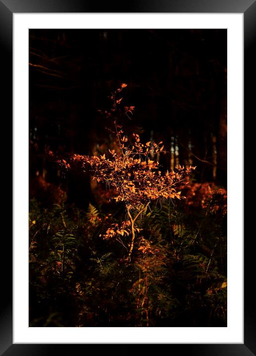 sunlit beech tree  Framed Mounted Print by Simon Johnson