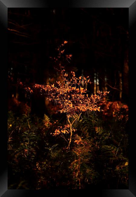 sunlit beech tree  Framed Print by Simon Johnson