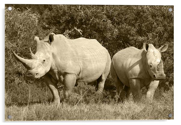 White Rhino and baby Acrylic by Jonathan Pankhurst