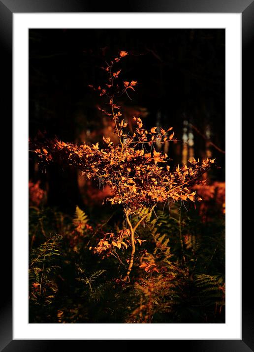 sunlit beech tree Framed Mounted Print by Simon Johnson