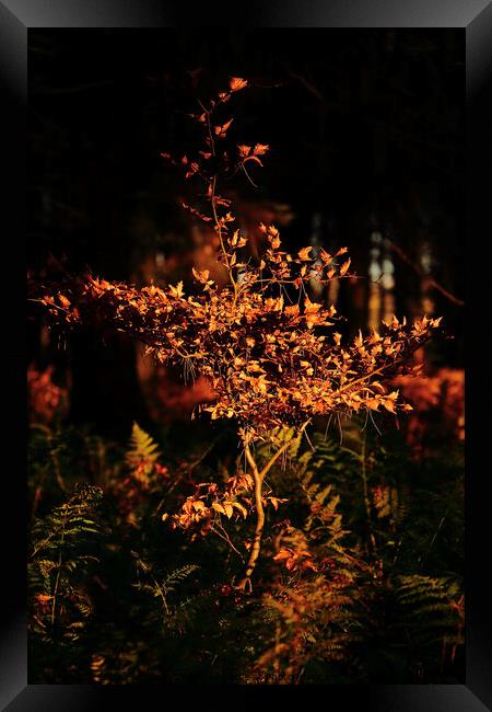 sunlit beech tree Framed Print by Simon Johnson