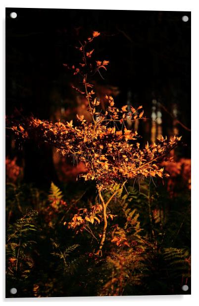 sunlit beech tree Acrylic by Simon Johnson