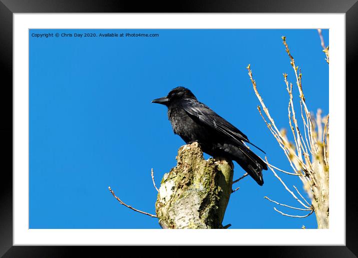 Caw said the crow Framed Mounted Print by Chris Day