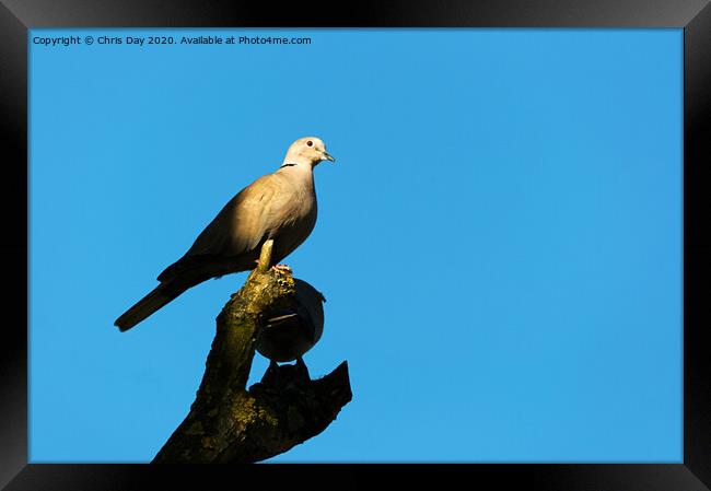 Collared Dove Framed Print by Chris Day