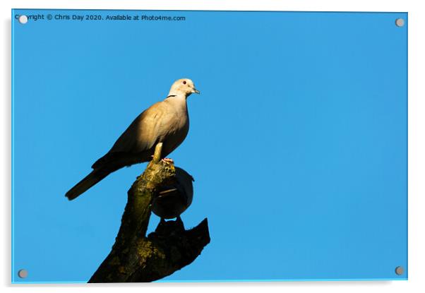 Collared Dove Acrylic by Chris Day