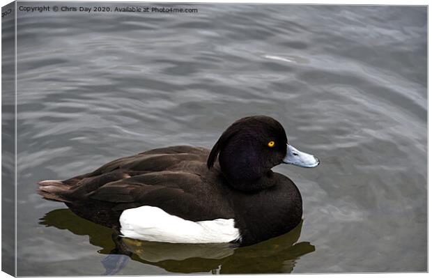 Tufted Duck Canvas Print by Chris Day