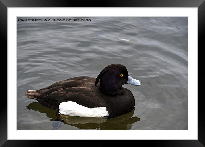 Tufted Duck Framed Mounted Print by Chris Day