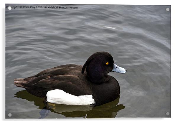Tufted Duck Acrylic by Chris Day
