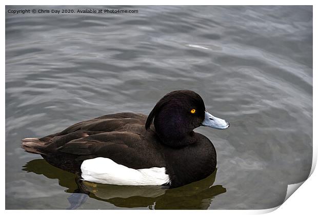 Tufted Duck Print by Chris Day