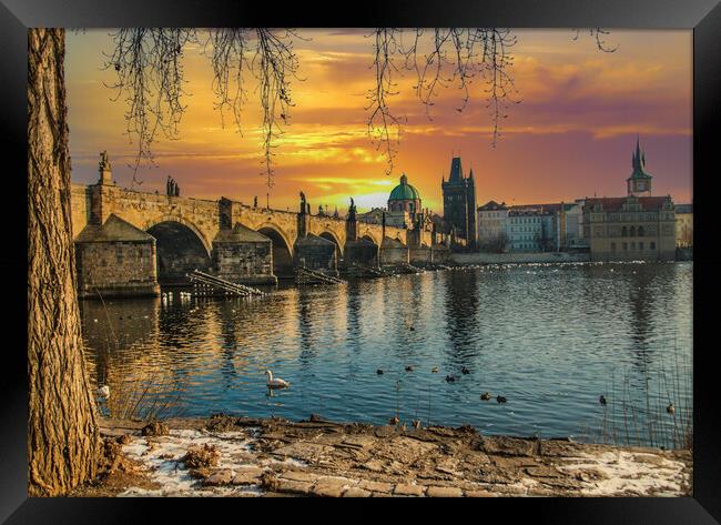 Golden Prague and the Charles Bridge Framed Print by Dave Williams