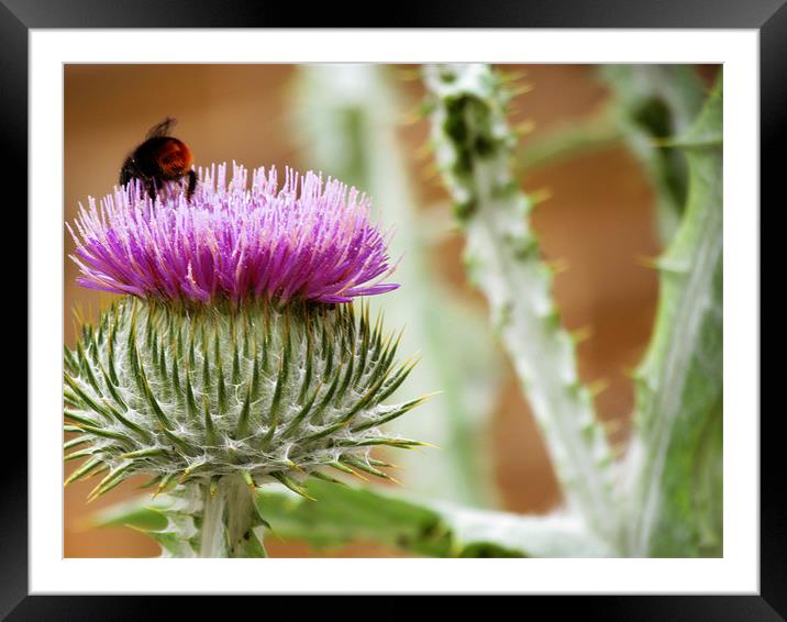 Bee Gathering Thistle Framed Mounted Print by Lisa LeDuc