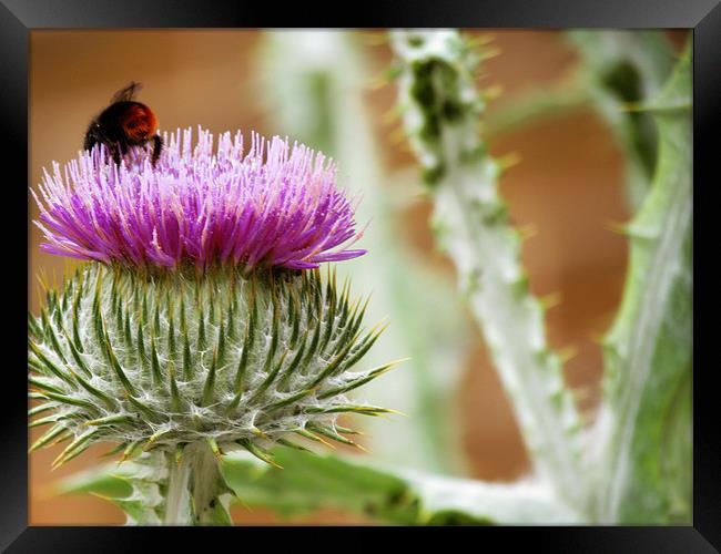 Bee Gathering Thistle Framed Print by Lisa LeDuc