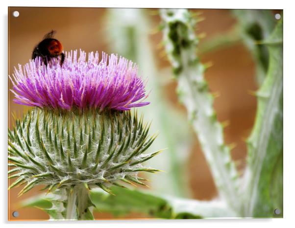 Bee Gathering Thistle Acrylic by Lisa LeDuc
