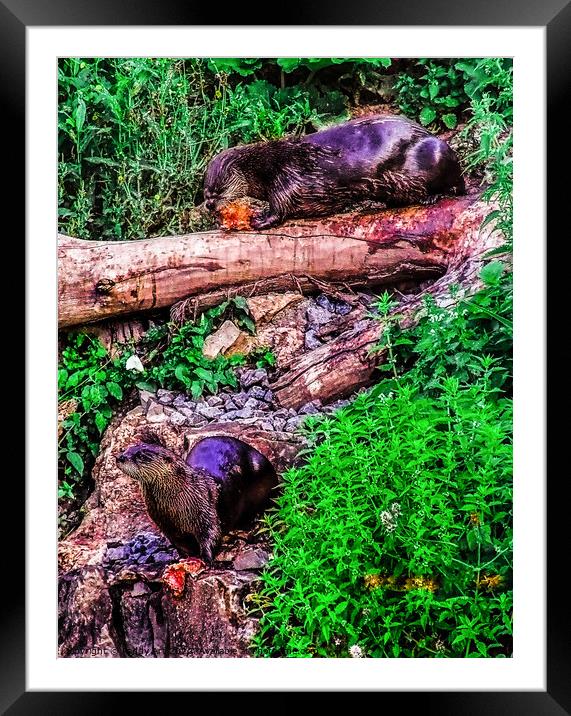 Otters at Lunch Framed Mounted Print by Paddy Art