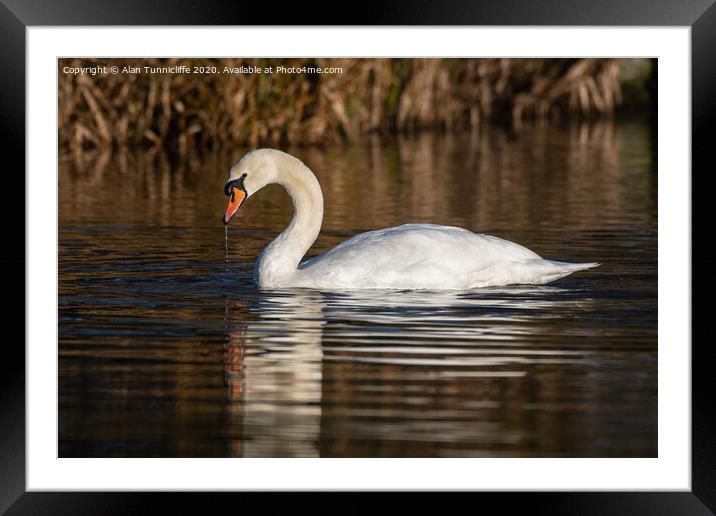 Elegant mute swan Framed Mounted Print by Alan Tunnicliffe