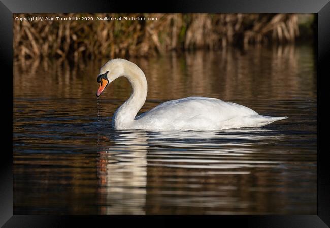 Elegant mute swan Framed Print by Alan Tunnicliffe