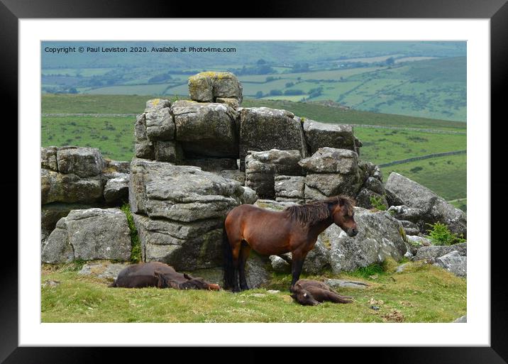 Dartmoor Pony's  Framed Mounted Print by Paul Leviston