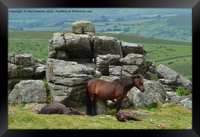 Dartmoor Pony's  Framed Print by Paul Leviston