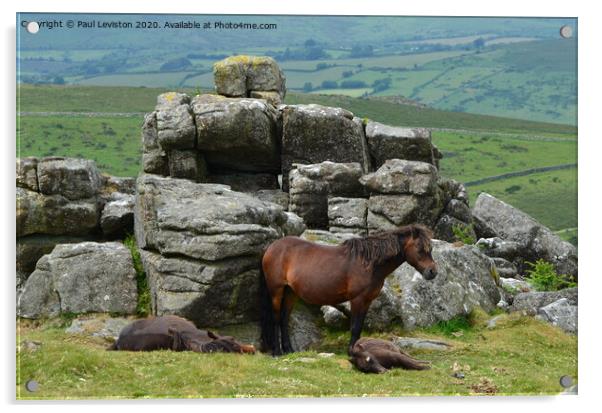 Dartmoor Pony's  Acrylic by Paul Leviston