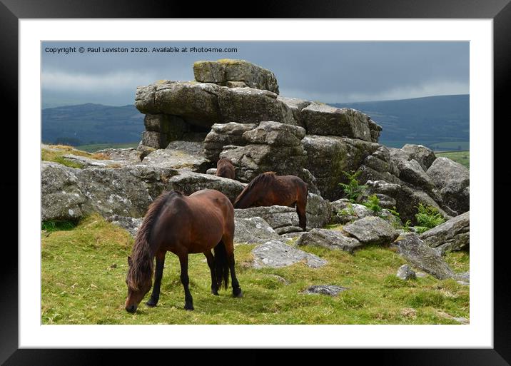 Dartmoor Pony's at Rippon Tor Framed Mounted Print by Paul Leviston