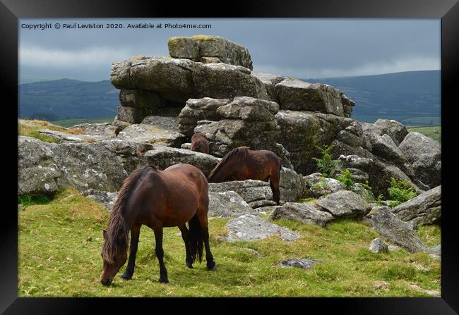 Dartmoor Pony's at Rippon Tor Framed Print by Paul Leviston