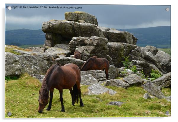 Dartmoor Pony's at Rippon Tor Acrylic by Paul Leviston