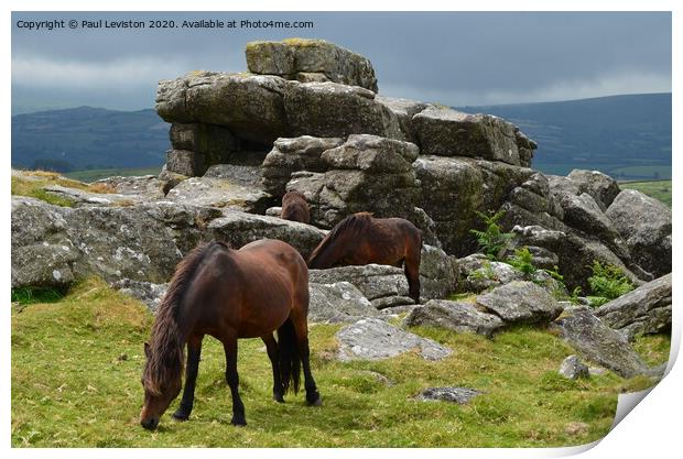 Dartmoor Pony's at Rippon Tor Print by Paul Leviston
