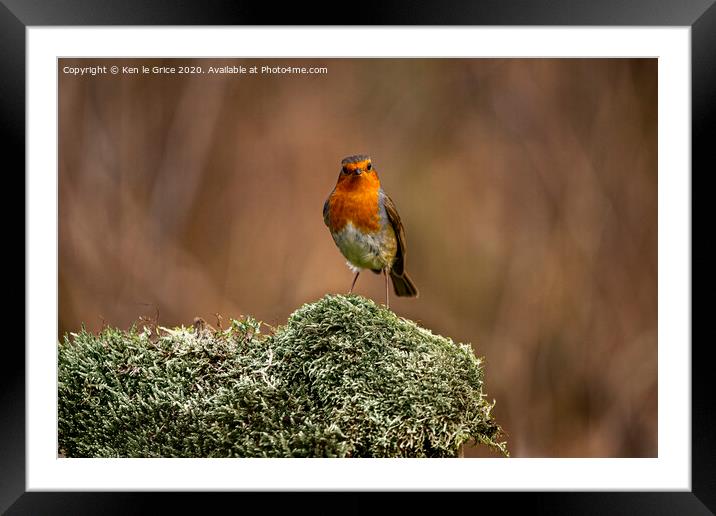 Christmas Robin Framed Mounted Print by Ken le Grice