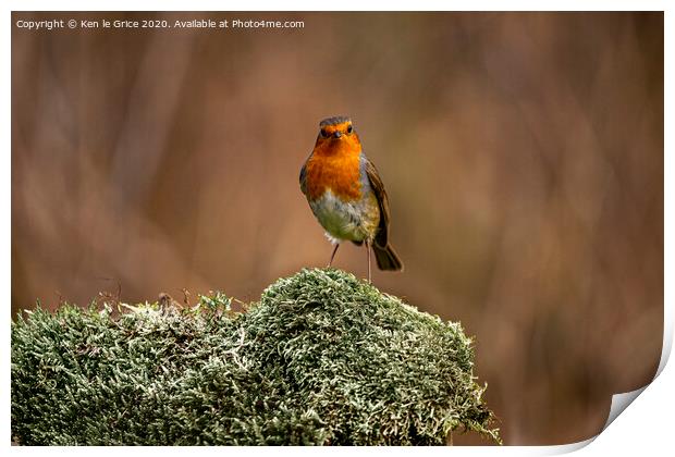 Christmas Robin Print by Ken le Grice