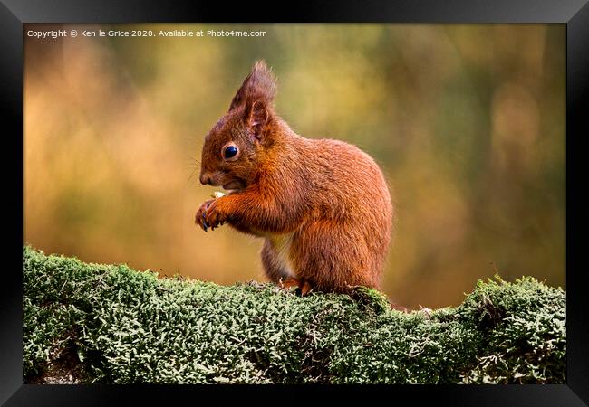Red Squirrel foraging for food Framed Print by Ken le Grice