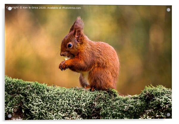 Red Squirrel foraging for food Acrylic by Ken le Grice