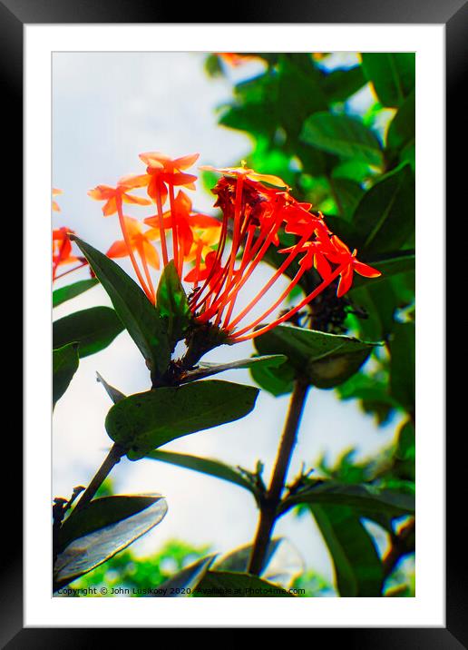 reddish Ashoka flowers Framed Mounted Print by John Lusikooy