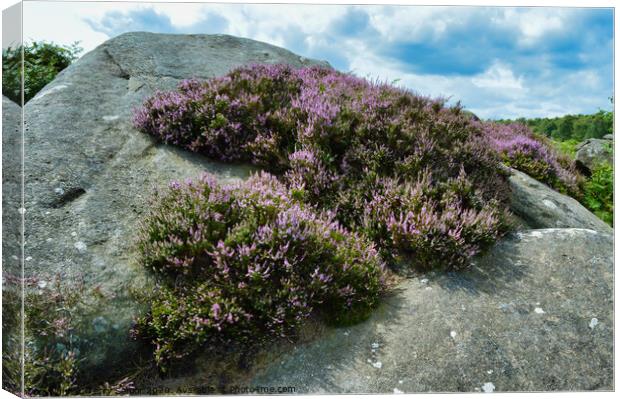 A Surprise View of Heather in the Derbyshire Peak District Canvas Print by Terry Senior