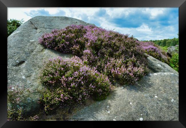 A Surprise View of Heather in the Derbyshire Peak District Framed Print by Terry Senior