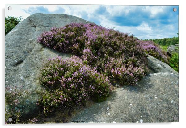 A Surprise View of Heather in the Derbyshire Peak District Acrylic by Terry Senior