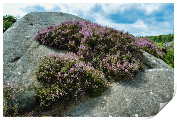 A Surprise View of Heather in the Derbyshire Peak District Print by Terry Senior