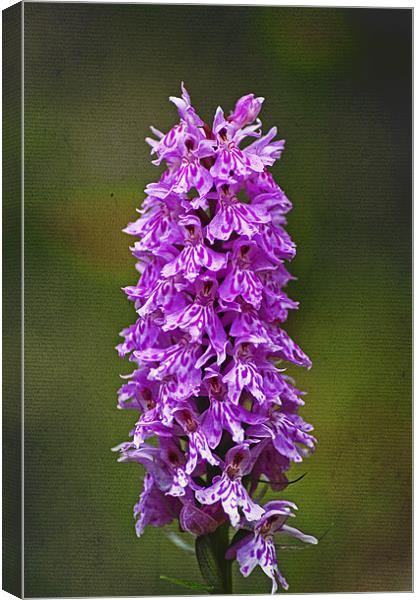 Wild Purple Spotted Orchid Canvas Print by Jacqi Elmslie