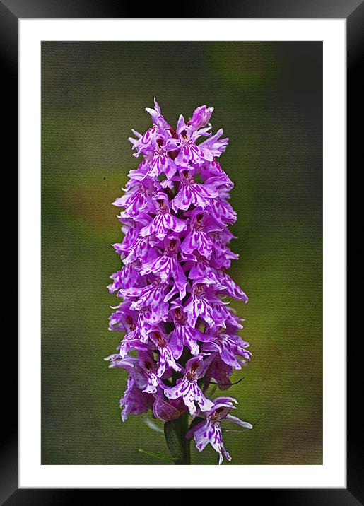 Wild Purple Spotted Orchid Framed Mounted Print by Jacqi Elmslie