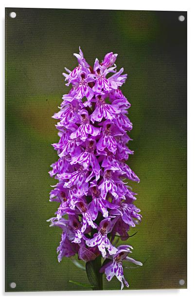 Wild Purple Spotted Orchid Acrylic by Jacqi Elmslie
