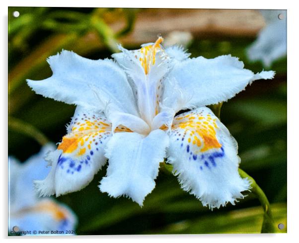 Japanese Iris (Iris ensata) Acrylic by Peter Bolton