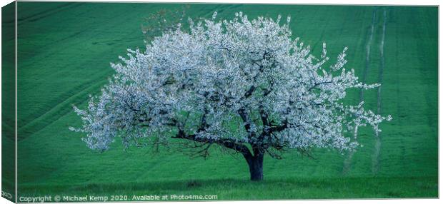 Apple tree in full blume  Canvas Print by Michael Kemp