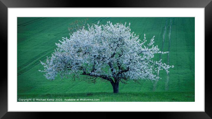 Apple tree in full blume  Framed Mounted Print by Michael Kemp