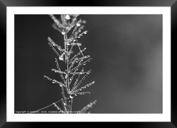 Droplets of Dew, Asparagus Fern monochrome Framed Mounted Print by Imladris 