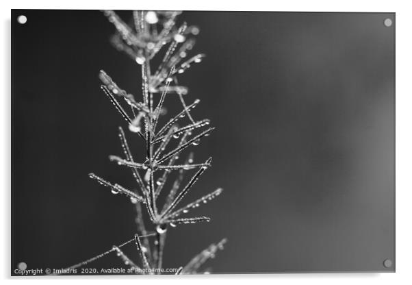 Droplets of Dew, Asparagus Fern monochrome Acrylic by Imladris 