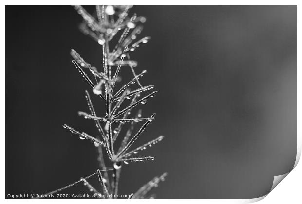 Droplets of Dew, Asparagus Fern monochrome Print by Imladris 