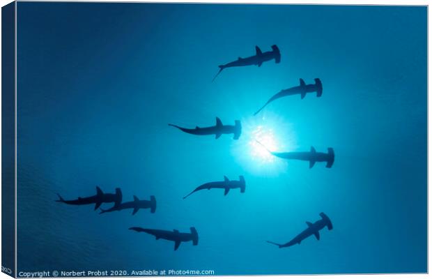 Scalopped Hammerhead Sharks under the Sun Canvas Print by Norbert Probst