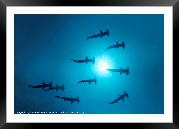 Scalopped Hammerhead Sharks under the Sun Framed Mounted Print by Norbert Probst