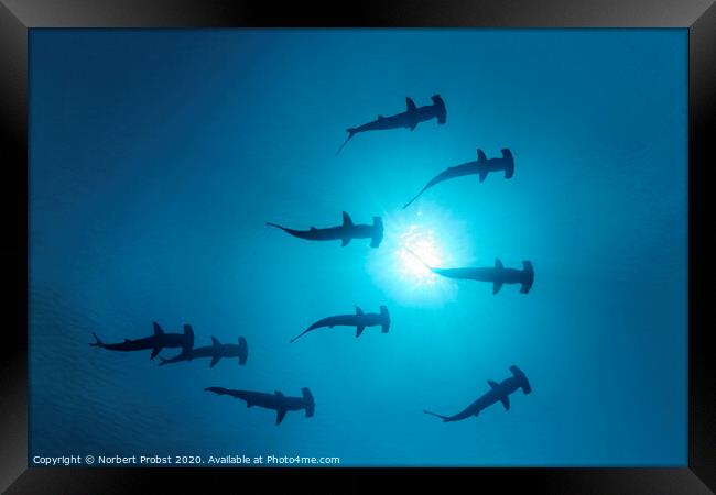Scalopped Hammerhead Sharks under the Sun Framed Print by Norbert Probst