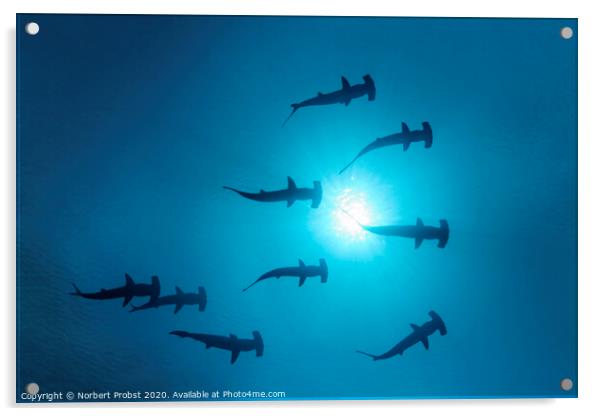 Scalopped Hammerhead Sharks under the Sun Acrylic by Norbert Probst